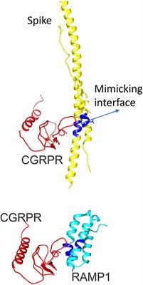 Is Persistent Post-COVID Headache Associated With Protein-Protein Interactions Between Antibodies Against Viral Spike Protein and CGRP Receptor?: A Case Report